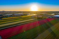 Bulb fields in Noordwijkerhout at sunset