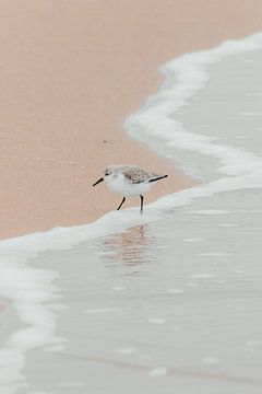 Vogel in de kustlijn | Scheveningse kust van Dylan gaat naar buiten