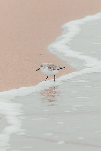 Vogel in de kustlijn | Scheveningse kust