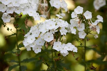 Witte bloemen van Ron Pool