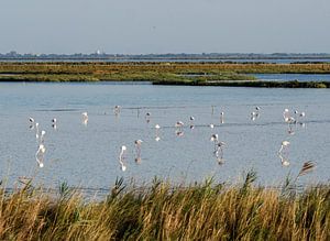 Flamants roses sauvages dans la lagune de Comacchio en Italie sur Animaflora PicsStock