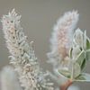 Another grey willow by Melissa Peltenburg