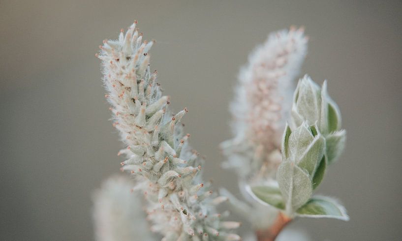Another grey willow by Melissa Peltenburg