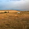 Cheval blanc dans les collines dorées au lever du soleil sur Jos van den Berg