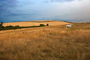 Cheval blanc dans les collines dorées au lever du soleil