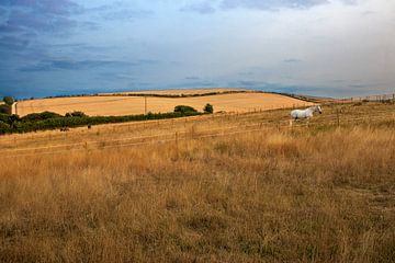 Cheval blanc dans les collines dorées au lever du soleil