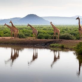 Giraffes met reflectie in Zuid Afrika van Patries Photo