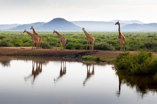 Giraffes with reflection in South Africa