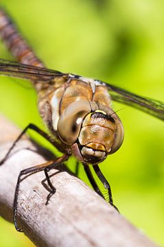 Portrait de libellule sur Dennis van de Water