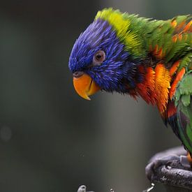 Teake Rienk Nijholt Profile picture