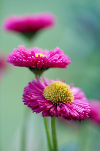 Pinke Gänseblümchen - Blumentreppe