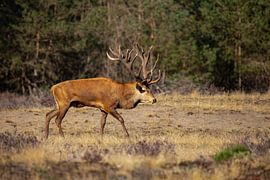 Cerf élaphe sur le Hoge Veluwe, en période de rut