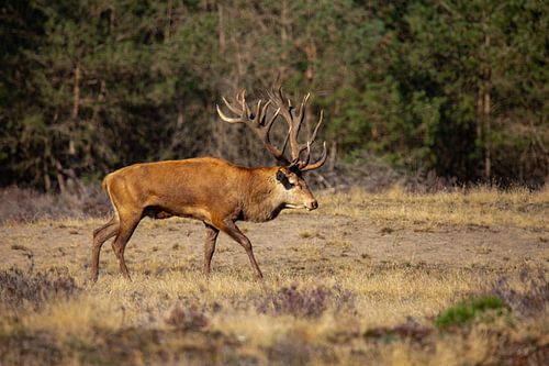 Edelhert bok op de Hoge Veluwe, in bronsttijd