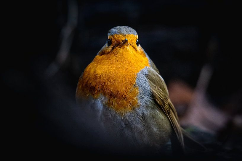 Robins von WILBERT HEIJKOOP photography