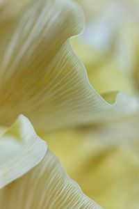 Buttergelbe frische Austernpilze Vertikal