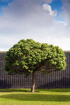 Baum, Gras und Mauer von Peter de Kievith Fotografie