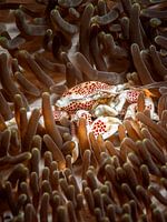 Porcelain Anemone Crab (Porcellanidae)