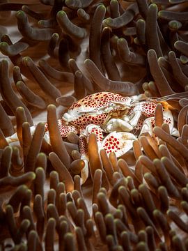 Crabe anémone de porcelaine (Porcellanidae) sur Enak Cortebeeck