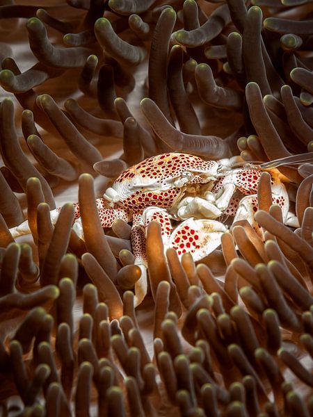 Crabe anémone de porcelaine (Porcellanidae) par Enak Cortebeeck