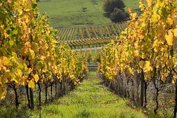 Des grappes de raisin dorées et lumineuses dans un vignoble