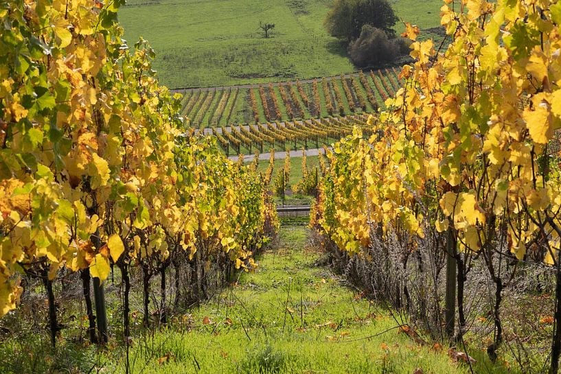 Gold leuchtende Weinreiben an einem Weinberg von Gottfried Carls