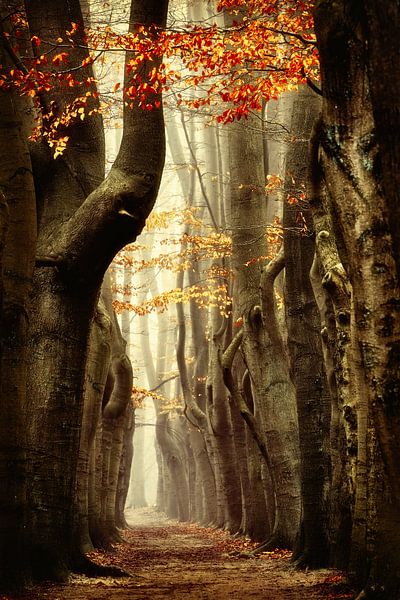 Zeisterbos von Lars van de Goor