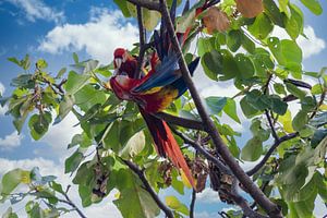 Zwei Papageien im Regenwald von Costa Rica