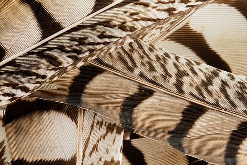 Bruin tinten van veren: Een natuurlijk lijnenspel