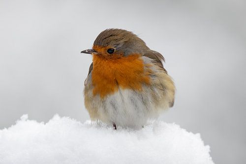 A robin in the snow