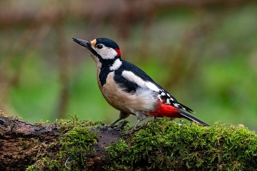 Great spotted woodpecker by Merijn Loch