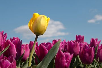 een gele tulp tussen paarse tulpen met een mooie blauwe lucht van W J Kok