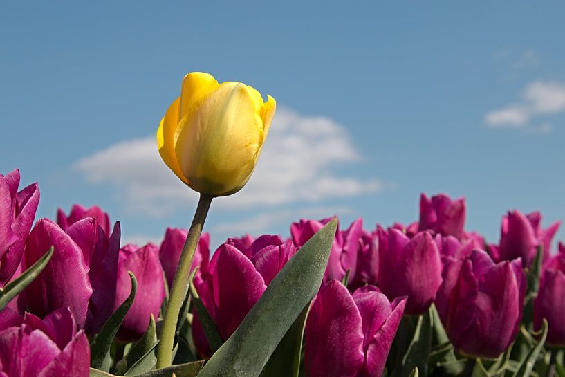 a yellow tulip between purple tulips with a beautiful blue sky by W J Kok
