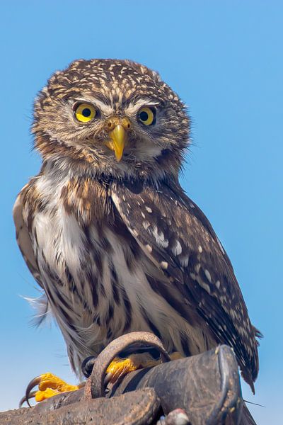 Steenuil alert in de zon van Heino Minnema
