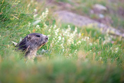 Marmot