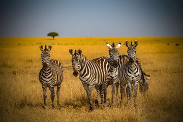Zebra's in de savanne van Peter Michel
