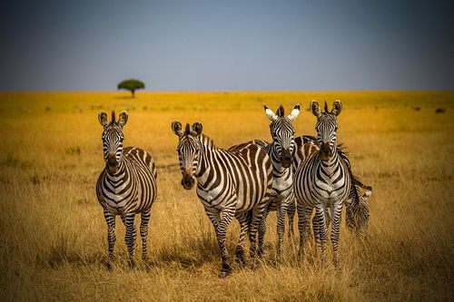Zebra's in de savanne