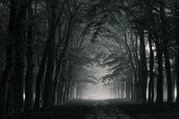 Overhangende bomen in Planken Wambuis op de Veluwe