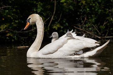 Jeunes cygnes sur Menno Schaefer