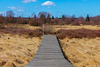 Landschaft mit Holzsteg im Hohen Venn.