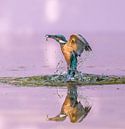 Like a sphinx! Common Kingfisher met prooi!! van Robert Kok thumbnail