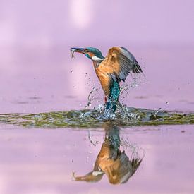 Like a sphinx! Common Kingfisher met prooi!! van Robert Kok