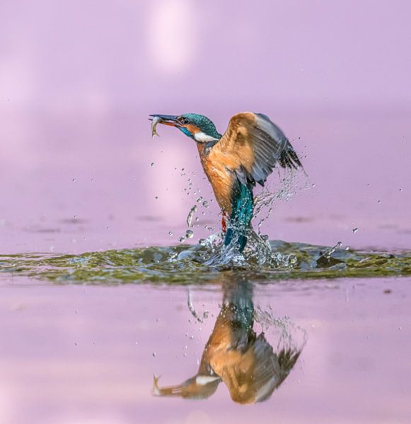 Like a sphinx! Common Kingfisher met prooi!! van Robert Kok
