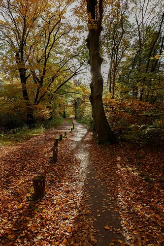 Sentier forestier en automne