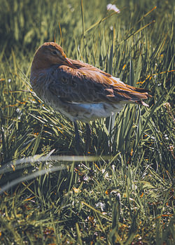 Roestende Grutto in de Reeuwijkse Polder