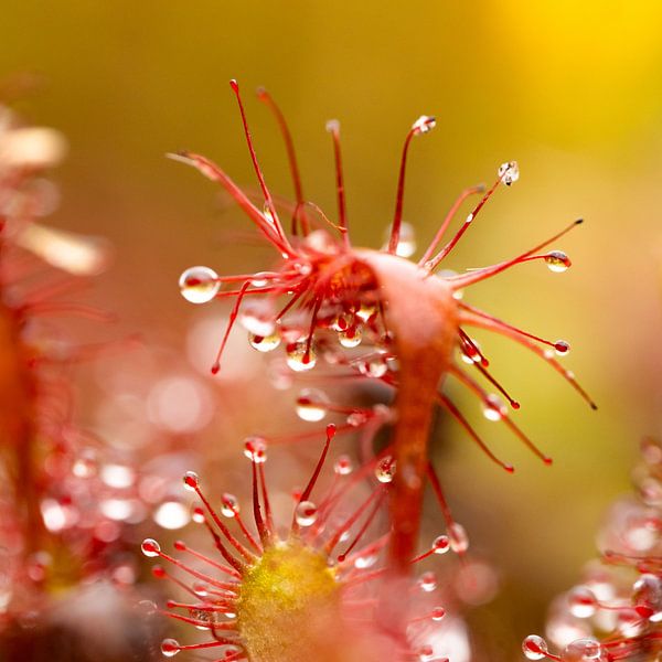 Le rossolis se penche vers le bas par MientjeBerkersPhotography