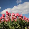 Roze tulpen op bloembollenveld von André Muller