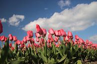 Roze tulpen op bloembollenveld van André Muller thumbnail