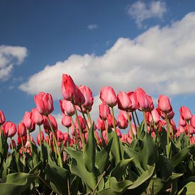 Roze tulpen op bloembollenveld sur André Muller