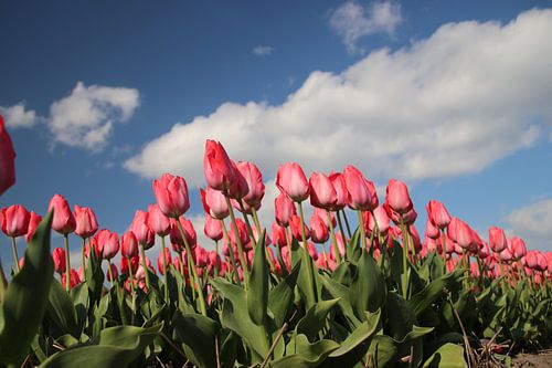 Roze tulpen op bloembollenveld