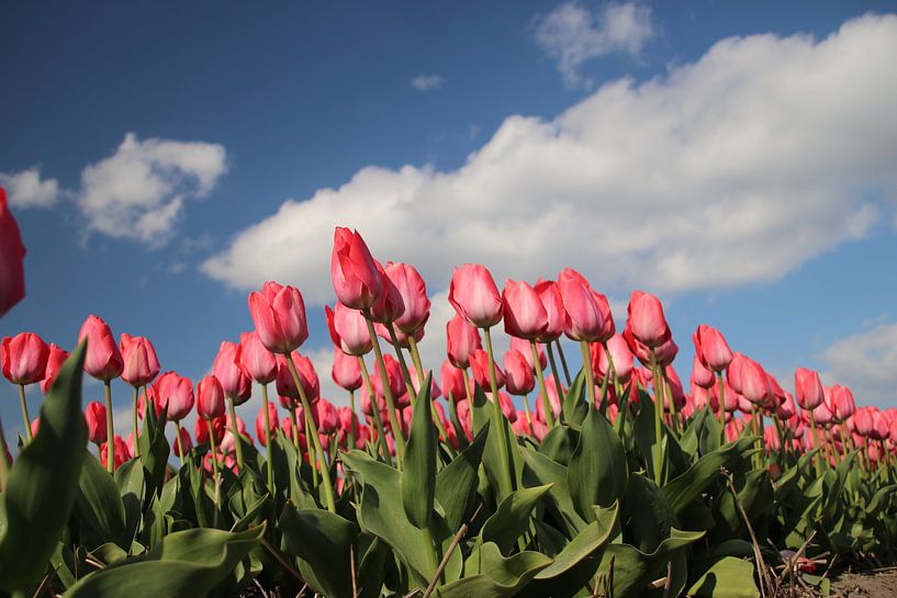 Roze tulpen op bloembollenveld von André Muller